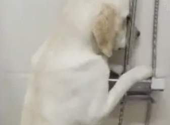 狗狗犯错被主人罚站，站的双腿发抖，不敢直视主人！