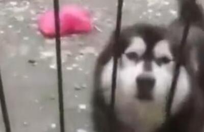 雪橇犬表示：“当时也没想太多就钻进来了，可是该怎么出去？”
