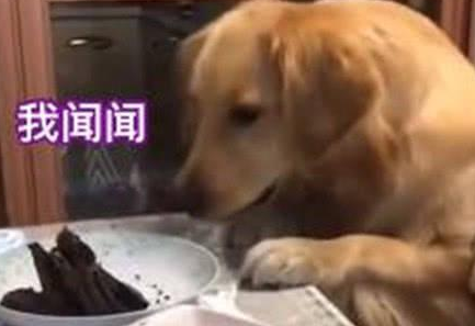 金毛催促主人赶紧分肉吃，真是急死个狗！