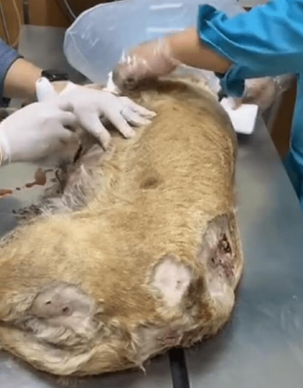 被其它狗狗咬伤濒死的拉布拉多，狗主却不让救！