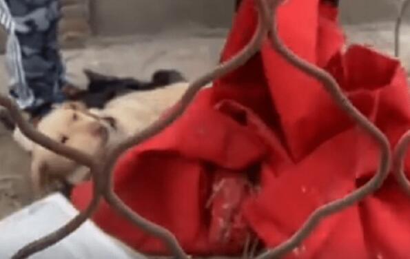 被其它狗狗咬伤濒死的拉布拉多，狗主却不让救！