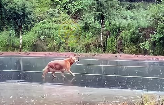 连续两次被抛弃的金毛犬,叼着牵引绳在雨中呜咽,狗:主人你在哪