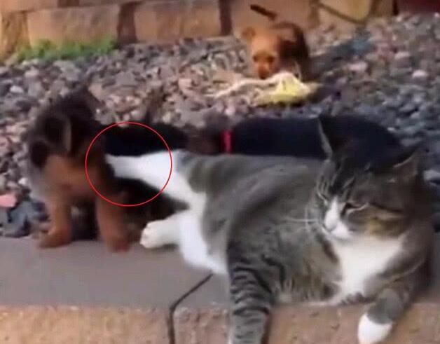小奶狗错把肥猫当妈妈，结果肥猫一个飞脚：滚开