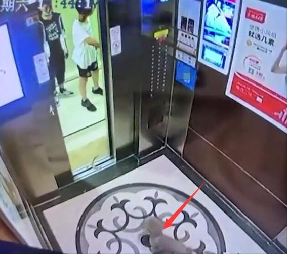 粗心！男子牵狗欲乘电梯，等同伴时门关闭，狗被夹吊电梯内狂挣扎