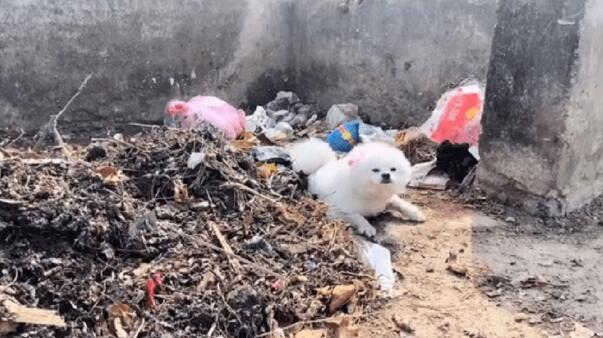 小博美成流浪狗，每次换药对它都是煎熬
