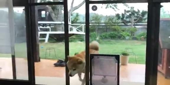 主人给柴犬准备宠物门，结果它愣了一下后，偏偏和主人作对