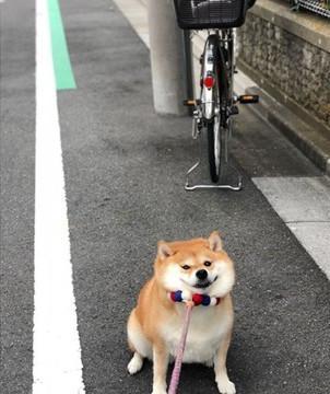 主人给柴犬准备宠物门，结果它愣了一下后，偏偏和主人作对