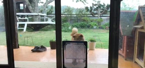 主人给柴犬准备宠物门，结果它愣了一下后，偏偏和主人作对