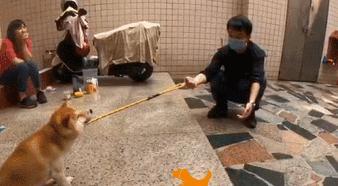 主人给柴犬准备宠物门，结果它愣了一下后，偏偏和主人作对
