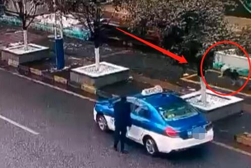 贵阳的哥当街“诱拐”宠物狗？狗主人：太气愤！不想赔偿，只想找到它