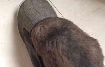狗狗被主人骂闹小脾气，找一个地区躲了起來，主人寻找它时差点儿笑喷