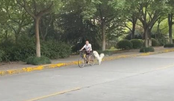 祖父骑自行车全线无需蹬，全靠后面的萨摩耶向前推，好听话的小狗！