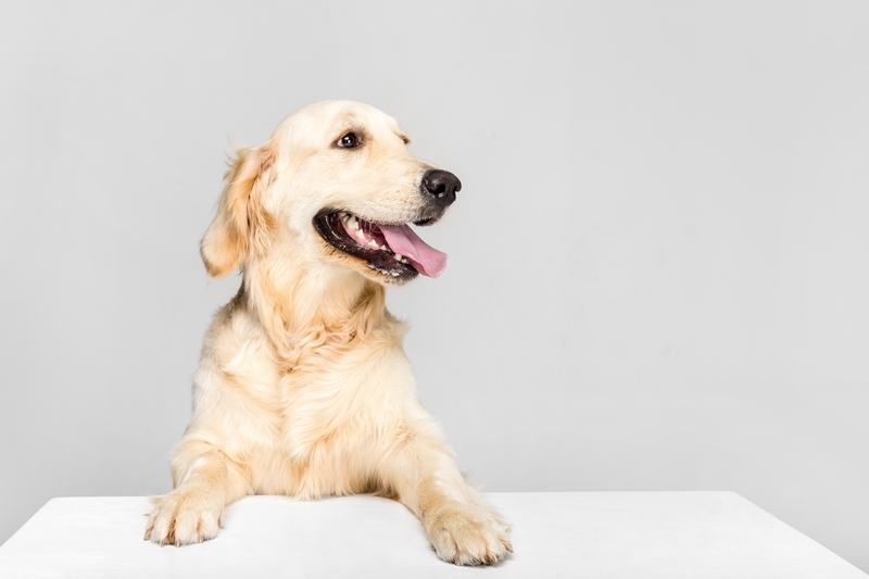 芬兰犬：优雅与力量的完美结合
