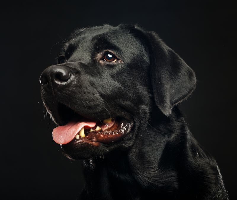 神秘的法老王猎犬:起源、特点与未来