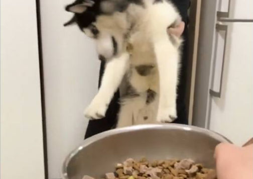 看见眼下的犬粮不能吃二哈都快急疯掉再不不要啊就咬你！