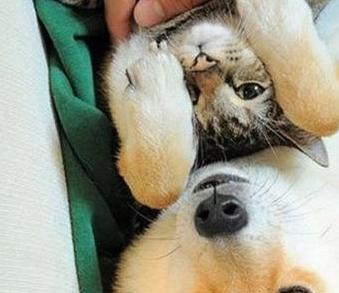 把柴犬和狸花猫派去看护小主人，它们争着表现自己，笑哭主人