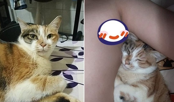 猫咪被退养3次 将安乐死 最后终于等到了一个对的人