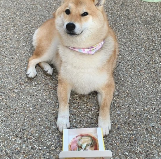 网友给柴犬买来个不大披萨，它一脸忧怨小表情：还不够我塞牙缝的！