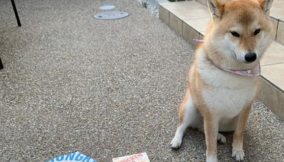 网友给柴犬买来个不大披萨，它一脸忧怨小表情：还不够我塞牙缝的！