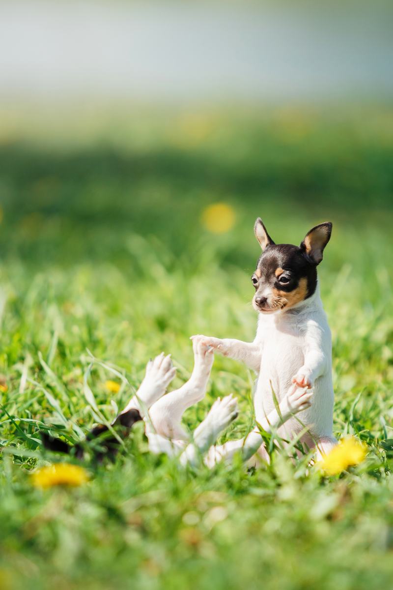 柴犬:日本国宝级的忠诚伙伴