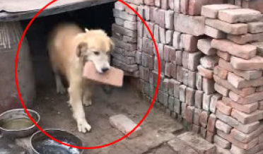 金毛回农村家乡，被当做小土狗养了数月，狗狗日渐削瘦很是憋屈