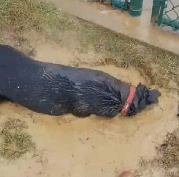 男子发觉院子一条受困黑狗，结论看到狗狗的双眼后赶快援救