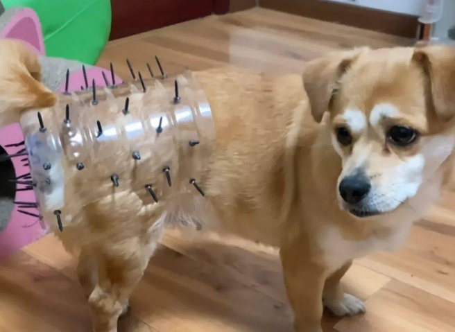 为了避免让狗狗怀孕生子，主人特地做了神器：这下没问题了吧？！