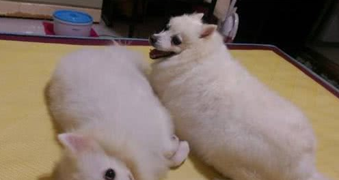 被收养的银狐犬清晨狂吠唤醒主人，她睁眼后吓坏：感谢你们救了我
