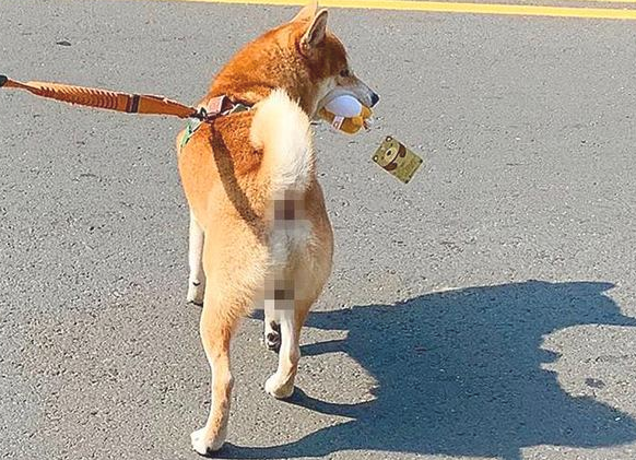 柴犬少女心爆棚泛滥成灾，非得娃娃机里的公仔，狗狗：夹不上就不动