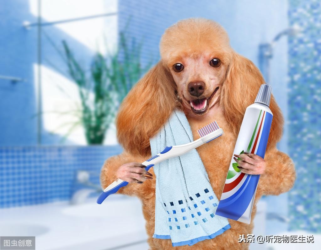 有必要给狗狗刷牙吗？科学刷牙预防疾病无忧