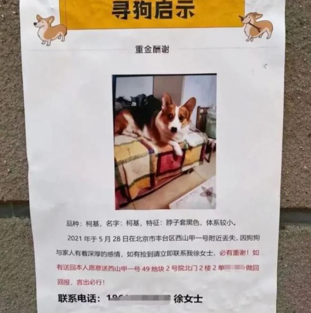“寻狗启示”找到狗送北京一套房，狗找到了