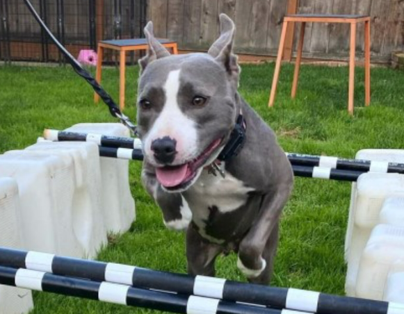 胆小比特犬害怕被走丢不愿散步,妈妈心疼花3个月改变它