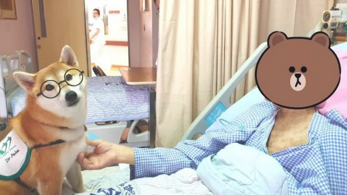 柴柴为当医治犬报考,結果…再说大半年吧!