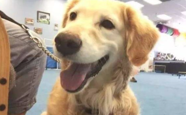 柴柴为当医治犬报考，結果…再说大半年吧！