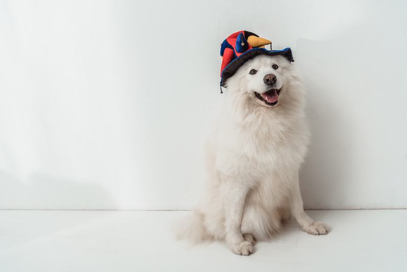 狼青犬品种介绍：忠诚与力量的完美结合