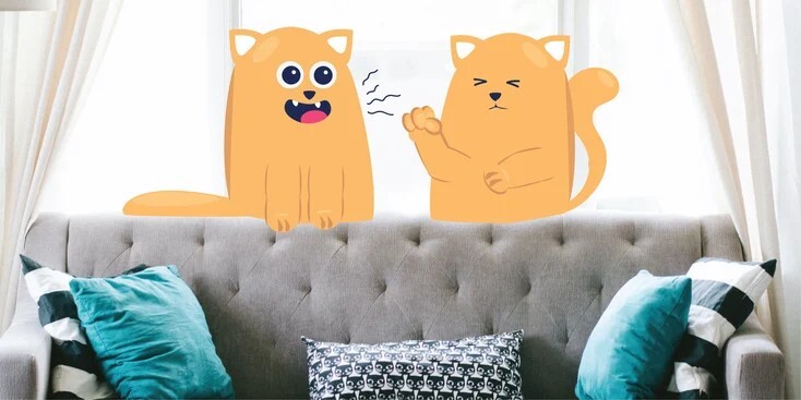 哪些猫科疾病会通过空气传播？
