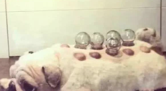 主人买了拔火罐害怕用,拿狗狗做测验,三十分钟后自身乐了!