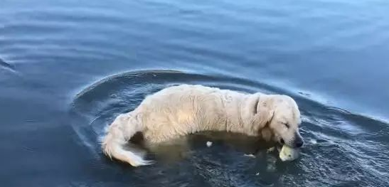 自力更生 | 黄金猎犬用面包屑当饵　不只钓鱼还钓乌龟