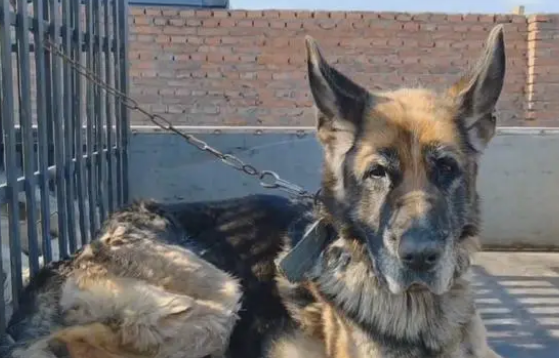 主人不想喂羊了,看了一辈子的老牧羊犬和怀孕的羊险些进了屠宰场