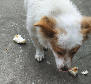 流浪犬一路痴痴地跟随女生，去哪里都跟随，分外珍惜眼前此次机会