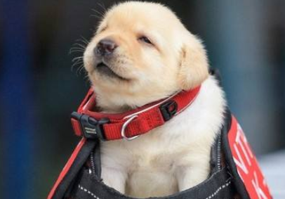检疫犬对包裹大叫，搜出的东西让人哭笑不得