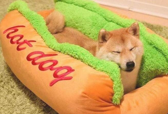 见到新买的狗窝，柴犬立即躺上去
