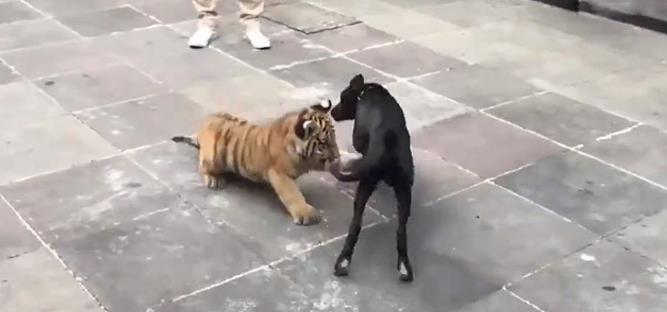 狗狗撩拨小老虎，老虎气炸了，汪：撸猫真好玩