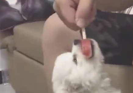 小狗狗咬着雪糕不松嘴，主人拽都拽不动，网民：小吃货