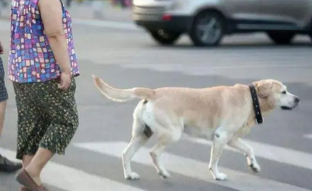 泰迪狗不栓绳差点咬到孩子，狗主人朝家长吐舌头竖中指：你活该