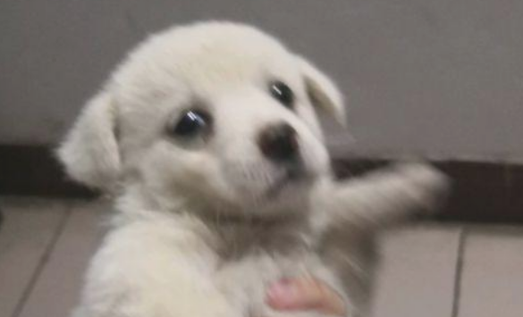 喂流浪犬点吃的后，殊不知狗狗如何赶都不动，那一刻女生忍不住泪流满面