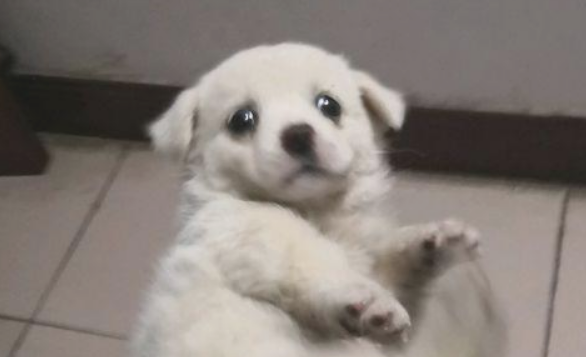 喂流浪犬点吃的后，殊不知狗狗如何赶都不动，那一刻女生忍不住泪流满面