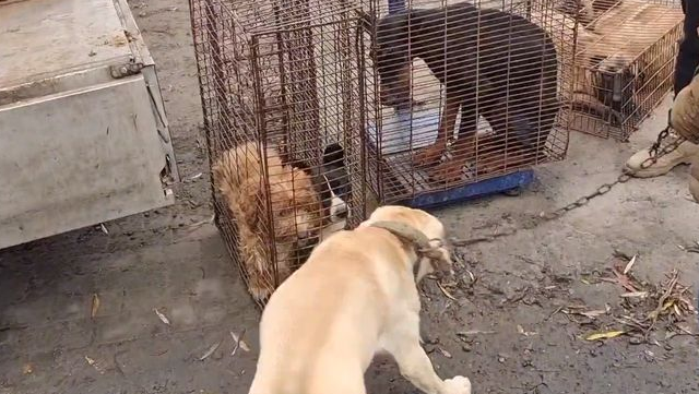拉布拉多在挣脱主人后，也避免了上狗肉车