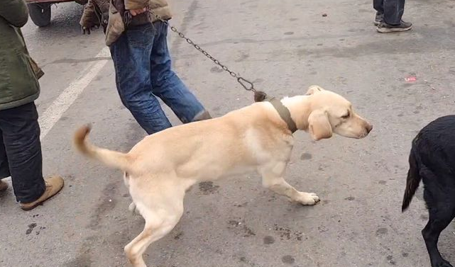 拉布拉多在挣脱主人后，也避免了上狗肉车