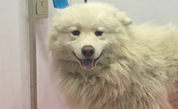 流浪犬走在路上往返徘徊，男孩儿送去宠物用品店后，营业员：捡到宝了